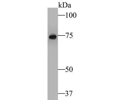Western Blot: RSK1 Antibody (JE48-76) [NBP2-80423] - Analysis of RSK1 on Daudi cell lysate. Proteins were transferred to a PVDF membrane and blocked with 5% BSA in PBS for 1 hour at room temperature. The primary antibody (NBP2-80423, 1/500) was used in 5% BSA at room temperature for 2 hours. Goat Anti-Rabbit IgG - HRP Secondary Antibody at 1:5,000 dilution was used for 1 hour at room temperature.