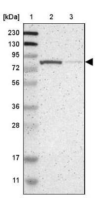 Western Blot: RSK1 Antibody [NBP1-89647] - Lane 1: Marker  [kDa] 230, 130, 95, 72, 56, 36, 28, 17, 11.  Lane 2: Human cell line RT-4.  Lane 3: Human cell line U-251MG sp