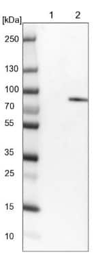 Western Blot: RSK1 Antibody [NBP1-89647] - Lane 1: NIH-3T3 cell lysate (Mouse embryonic fibroblast cells). Lane 2: NBT-II cell lysate (Rat Wistar bladder tumor cells).