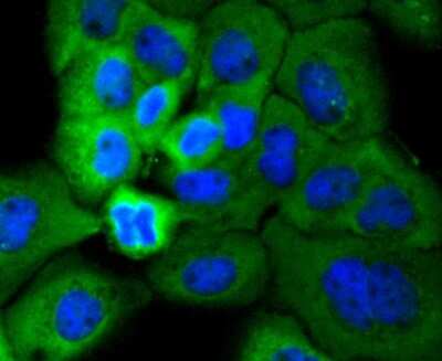 Immunocytochemistry/Immunofluorescence: RSK1 [p Ser380] Antibody (SC05-32) [NBP2-67570] - Staining Phospho-RSK1(S380) in A431 cells (green). The nuclear counter stain is DAPI (blue). Cells were fixed in paraformaldehyde, permeabilised with 0.25% Triton X100/PBS.
