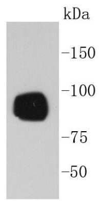 Western Blot: RSK1 [p Ser380] Antibody (SC05-32) [NBP2-67570] - Analysis of Phospho-RSK1(S380) on A431 cell lysates using anti-Phospho-RSK1(S380) antibody at 1/1,000 dilution.