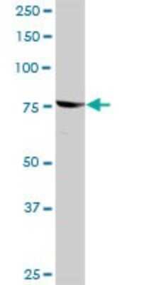 Western Blot: RSK2 Antibody [H00006197-D01P] - Analysis of RPS6KA3 expression in mouse lung.