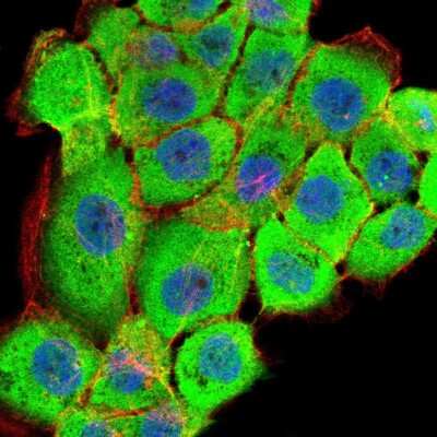 Immunocytochemistry/Immunofluorescence: RSK3 Antibody (3C4C8) [NBP2-52555] - Analysis of A431 cells using RPS6KA2 mouse mAb (green). Blue: DRAQ5 fluorescent DNA dye. Red: Actin filaments have been labeled with Alexa Fluor- 555 phalloidin.