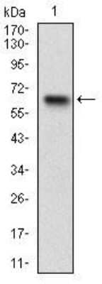 Western Blot: RSK3 Antibody (3C4C8) [NBP2-52555] - Analysis using RPS6KA2 mAb against human RPS6KA2 (AA: 415-734) recombinant protein. (Expected MW is 62 kDa)