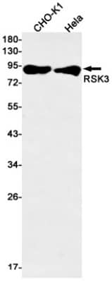 Western Blot RSK3 Antibody (S05-5E4)