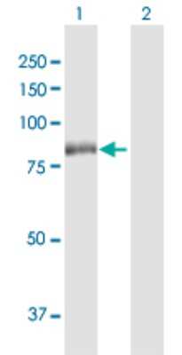 Western Blot: RSK3 Antibody [H00006196-D01P] - Analysis of RPS6KA2 expression in transfected 293T cell line by RPS6KA2 polyclonal antibody.Lane 1: RPS6KA2 transfected lysate(83.20 KDa).Lane 2: Non-transfected lysate.