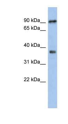 Western Blot RSPH10B Antibody - BSA Free