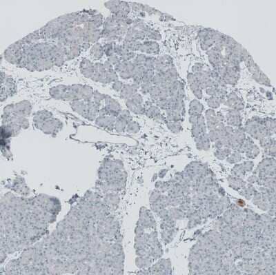 Immunohistochemistry-Paraffin: RSPH9 Antibody [NBP1-86750] - Staining of human pancreas shows no positivity in exocrine glandular cells.