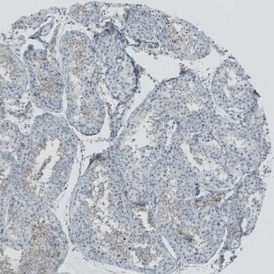 Immunohistochemistry-Paraffin: RSPH9 Antibody [NBP1-86750] - Staining of human testis shows weak to moderate cytoplasmic positivity in cells in seminiferous ducts.