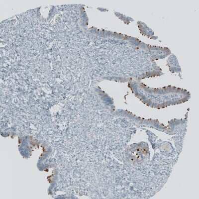 <b>Orthogonal Strategies Validation. </b>Immunohistochemistry-Paraffin: RSPH9 Antibody [NBP1-86750] - Staining of human fallopian tube shows strong membranous positivity in glandular cells.