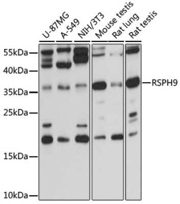 Western Blot RSPH9 Antibody - BSA Free
