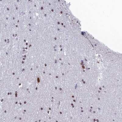 Immunohistochemistry-Paraffin: RSRC1 Antibody [NBP1-90756] - Staining of human cerebral cortex shows high expression.