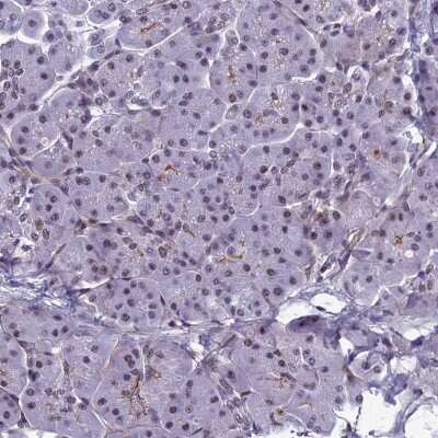 Immunohistochemistry-Paraffin: RSRC1 Antibody [NBP1-90756] - Staining of human pancreas shows low expression as expected.