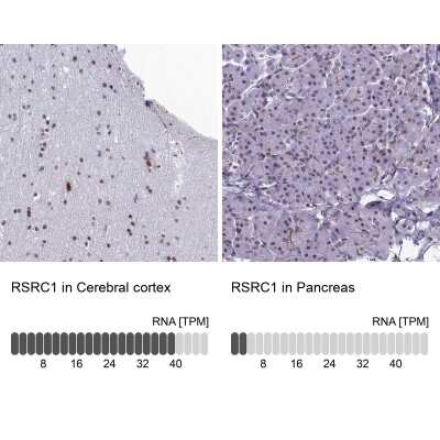 Immunohistochemistry-Paraffin: RSRC1 Antibody [NBP1-90756] - Staining in human cerebral cortex and pancreas tissues using anti-RSRC1 antibody. Corresponding RSRC1 RNA-seq data are presented for the same tissues.