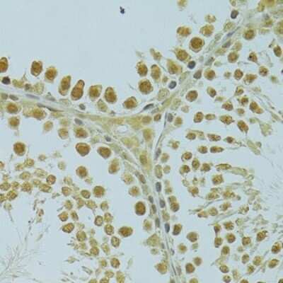 Immunohistochemistry-Paraffin: RSRC1 Antibody [NBP2-93020] - Rat testis using RSRC1 antibody at dilution of 1:100 (40x lens).