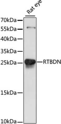 Western Blot RTBDN Antibody - Azide and BSA Free
