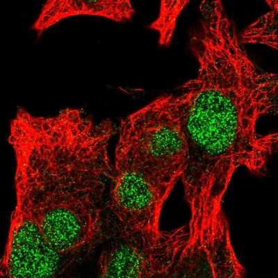 <b>Independent Antibodies Validation. </b>Immunocytochemistry/Immunofluorescence: RTCD1 Antibody [NBP2-58714] - Staining of human cell line Hep G2 shows localization to nucleoplasm.
