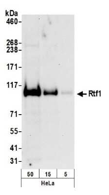 Western Blot: RTF1 Antibody [NB600-278] - Detection of Human Rtf1 by Western Blot. Samples: Whole cell lysate (5, 15 and 50 ug) from HeLa cells prepared using NETN lysis buffer. Antibody: Affinity purified rabbit anti-Rtf1 antibody NB600-278 used for WB at 0.1 ug/ml. Detection: Chemiluminescence with an exposure time of 30 seconds.