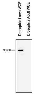 Western Blot: RTF1 Antibody [NBP2-59267] - Whole cell extracts (WCE) from drosophila larva and drosophila adults were analysed by Western blot using the antibody against dRtf1, diluted 1:1000. Size and location of the protein are indicated.