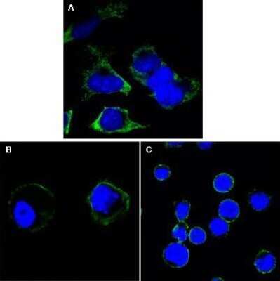 Immunocytochemistry/Immunofluorescence: RTN3 Antibody (1E11) [NBP1-47448] - Confocal immunofluorescence analysis of Hela (A), A431 (B) and THP-1 (C) cells using anti-RTN3 monoclonal antibody (green). Blue: DRAQ5 fluorescent DNA dye.