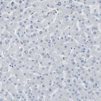 Immunohistochemistry-Paraffin: RTN3 Antibody [NBP1-88870] - Staining of human liver shows no positivity in hepatocytes as expected.