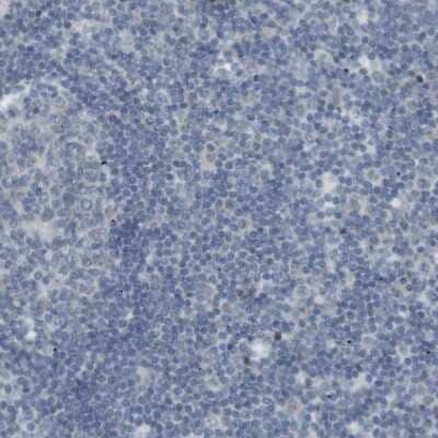 Immunohistochemistry-Paraffin: RTN3 Antibody [NBP1-88870] - Staining of human lymph node shows no positivity in lymphoid cells as expected.