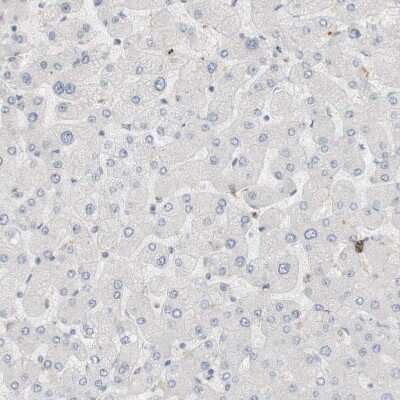 Immunohistochemistry-Paraffin: RTN3 Antibody [NBP1-88871] - Staining of human liver shows no positivity in hepatocytes as expected.