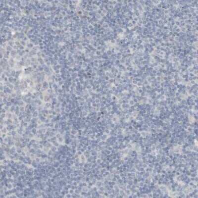 Immunohistochemistry-Paraffin: RTN3 Antibody [NBP1-88871] - Staining of human lymph node shows no positivity in lymphoid cells as expected.