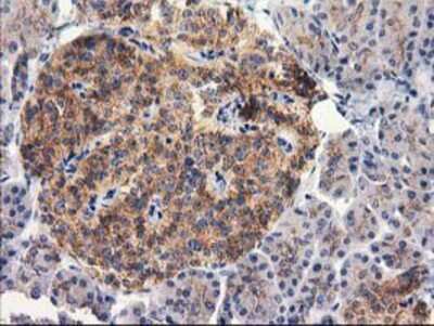 Immunohistochemistry-Paraffin: RTN4IP1 Antibody (3B2) [NBP2-00478] Staining of paraffin-embedded Human pancreas tissue using anti-RTN4IP1 mouse monoclonal antibody.