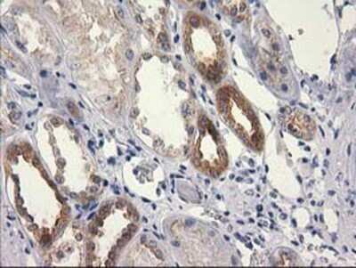 Immunohistochemistry: RTN4IP1 Antibody (OTI3B2) - Azide and BSA Free [NBP2-73952] - Staining of paraffin-embedded Human Kidney tissue using anti-RTN4IP1 mouse monoclonal antibody.
