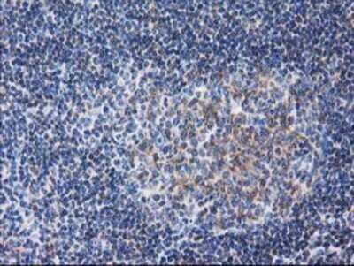 Immunohistochemistry: RTN4IP1 Antibody (OTI3B2) - Azide and BSA Free [NBP2-73952] - Staining of paraffin-embedded Human lymph node tissue using anti-RTN4IP1 mouse monoclonal antibody.