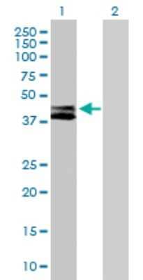 Western Blot: RTN4IP1 Antibody [H00084816-B01P] - Analysis of RTN4IP1 expression in transfected 293T cell line by RTN4IP1 polyclonal antibody.  Lane 1: RTN4IP1 transfected lysate(43.56 KDa). Lane 2: Non-transfected lysate.