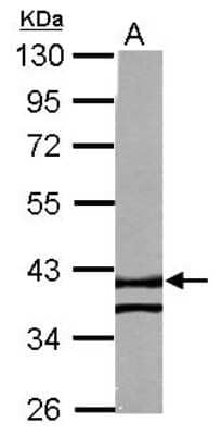 Western Blot: RTN4IP1 Antibody [NBP2-20240] - Sample (50 ug of whole cell lysate) A: Mouse Heart, 10% SDS PAGE gel, diluted at 1:1000.