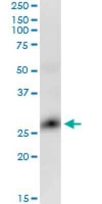 Western Blot RTVP-1/GLIPR1 Antibody (8D9) - Azide and BSA Free