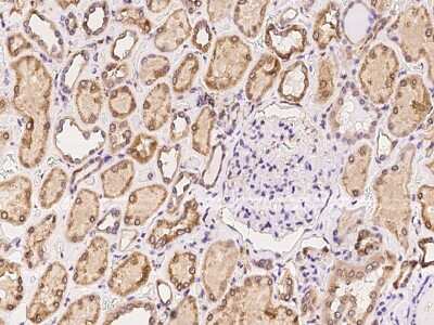 Immunohistochemistry-Paraffin: RTVP-1/GLIPR1 Antibody [NBP2-97340] - Immunochemical staining of human RTVP-1/GLIPR1 in human kidney with rabbit polyclonal antibody at 1:100 dilution, formalin-fixed paraffin embedded sections.