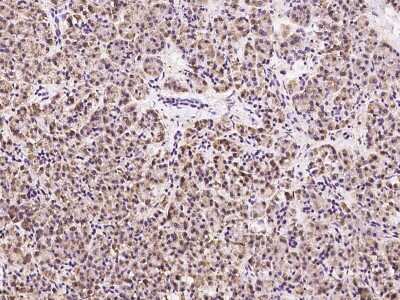 Immunohistochemistry-Paraffin: RTVP-1/GLIPR1 Antibody [NBP2-97340] - Immunochemical staining of human RTVP-1/GLIPR1 in human pancreas with rabbit polyclonal antibody at 1:100 dilution, formalin-fixed paraffin embedded sections.