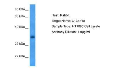 Western Blot: RUBCNL Antibody [NBP2-88199] - Host: Rabbit. Target Name: C13ORF18. Sample Tissue: Human HT1080 Whole Cell lysates. Antibody Dilution: 1ug/ml
