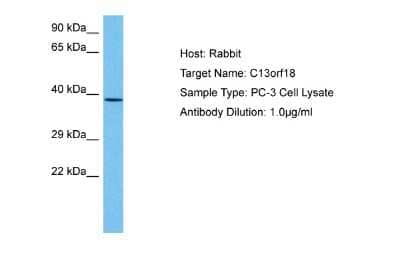 Western Blot: RUBCNL Antibody [NBP2-88202] - Host: Rabbit. Target Name: C13ORF18. Sample Tissue: Human PC-3 Whole Cell lysates. Antibody Dilution: 1ug/ml