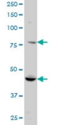 Western Blot: RUFY1 Antibody (3A5) [H00080230-M01] - RUFY1 monoclonal antibody (M01), clone 3A5 Analysis of RUFY1 expression in HeLa.