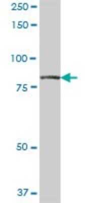 Western Blot: RUFY1 Antibody [H00080230-B01P] - Analysis of RUFY1 expression in human placenta.