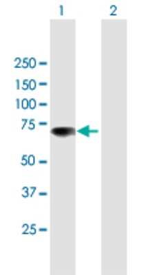 Western Blot: RUFY1 Antibody [H00080230-B01P] - Analysis of RUFY1 expression in transfected 293T cell line by RUFY1 polyclonal antibody.  Lane 1: RUFY1 transfected lysate(66 KDa). Lane 2: Non-transfected lysate.