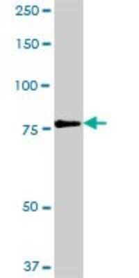 Western Blot: RUFY1 Antibody [H00080230-D01P] - Analysis of RUFY1 expression in human placenta.