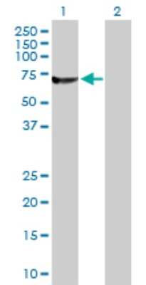 Western Blot: RUFY1 Antibody [H00080230-D01P] - Analysis of RUFY1 expression in transfected 293T cell line by RUFY1 polyclonal antibody.Lane 1: RUFY1 transfected lysate(69.10 KDa).Lane 2: Non-transfected lysate.