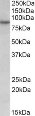 Western Blot: RUFY1 Antibody [NBP1-68865] - NBP1-68865 (0.05ug/ml) staining of HeLa lysate (35ug protein in RIPA buffer). Primary incubation was 1 hour. Detected by chemiluminescence.