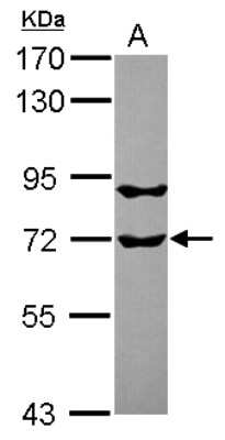 Western Blot: RUFY1 Antibody [NBP2-20242] - Sample (30 ug of whole cell lysate) A: U87-MG 7. 5% SDS PAGE gel, diluted at 1:1000.