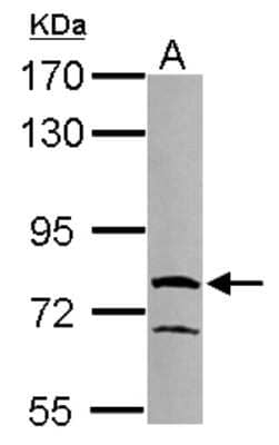 Western Blot: RUFY1 Antibody [NBP2-20242] - Sample (50 ug of whole cell lysate) A: Mouse brown adipose tissue, 7. 5% SDS PAGE gel, diluted at 1:1000.