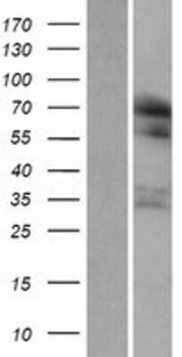 Western Blot: RUFY1 Overexpression Lysate (Adult Normal) [NBP2-08513] Left-Empty vector transfected control cell lysate (HEK293 cell lysate); Right -Over-expression Lysate for RUFY1.