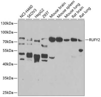 Western Blot RUFY2 Antibody - BSA Free