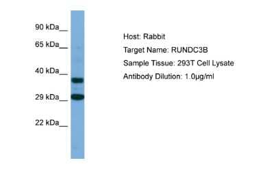 Western Blot: RUNDC3B Antibody [NBP2-85682] - Host: Rabbit. Target Name: RUNDC3B. Sample Type: 293T Whole Cell lysates. Antibody Dilution: 1.0ug/mlRUNDC3B is supported by BioGPS gene expression data to be expressed in HEK293T