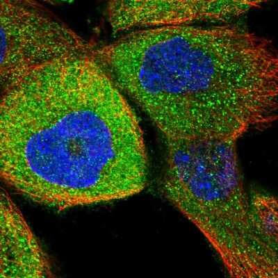 Immunocytochemistry/ Immunofluorescence RUSC1 Antibody